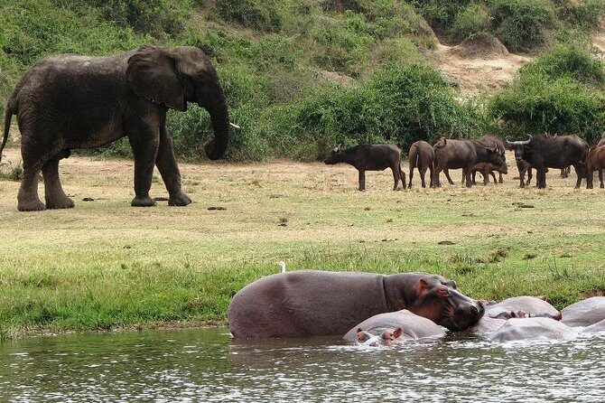 2 Days Safari To Queen Elizabeth National Park with Cruise - The Experience: What’s Included and What’s Not