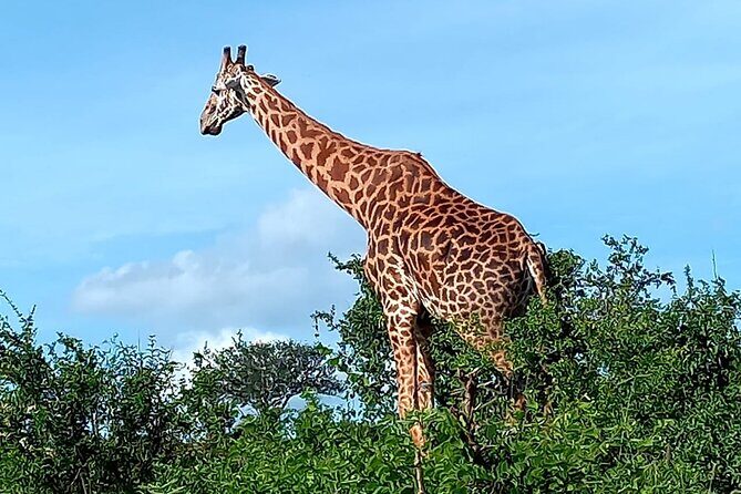 2 Days Safari Tsavo East - Final Thoughts: Who Should Consider This Tour?