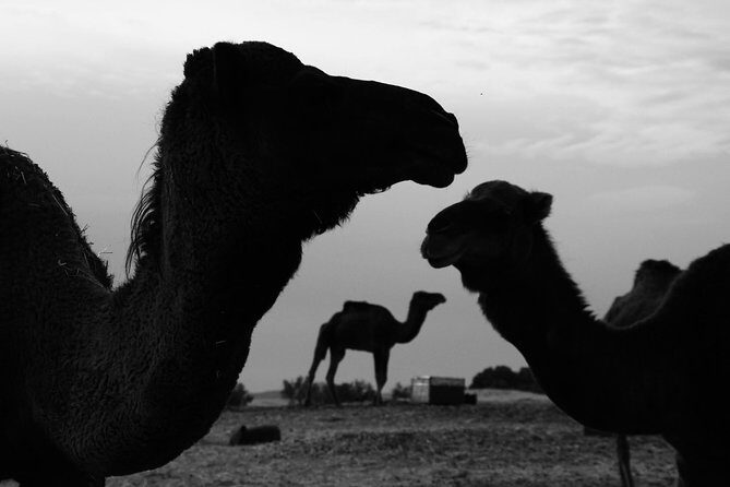 2 Days Sahara Desert Trip From Fes Return To Fes All Inclusive - The Desert Camp and Overnight Experience
