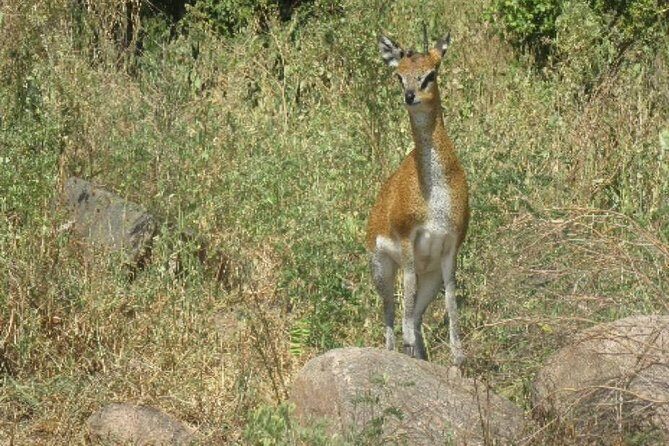 2 Days Selous Game Reserve from Zanzibar - A Closer Look at the 2-Day Selous Safari