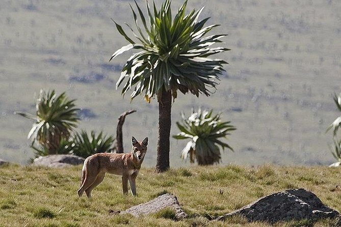 2 Days Simien Mountains Trekking - Practical Tips for Travelers