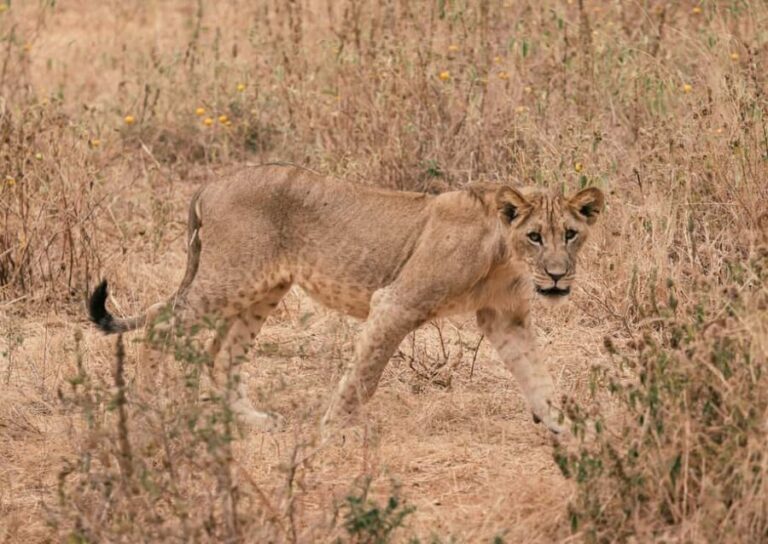 2 Days Tanzania Budget Group Joining Safari - The Itinerary in Detail