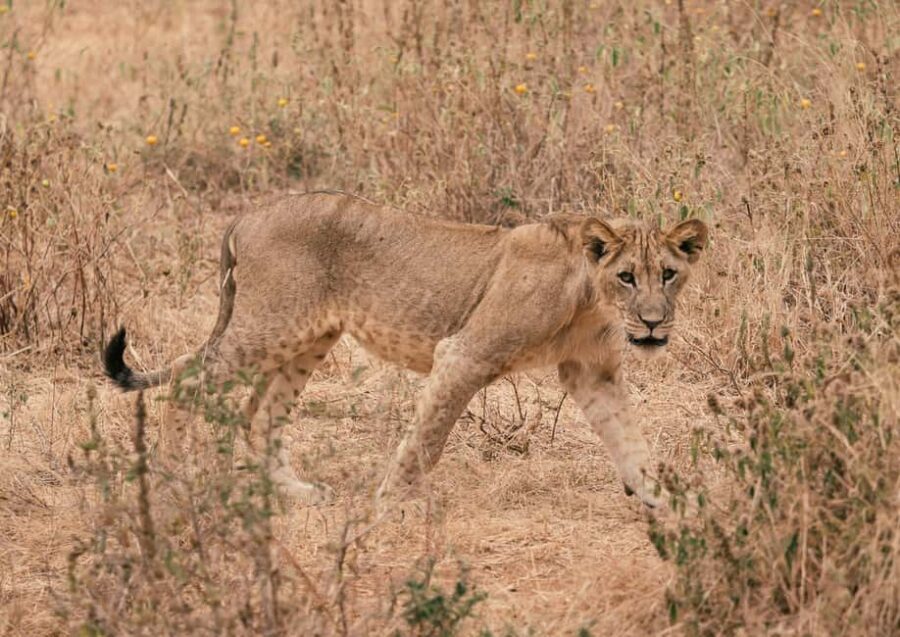 2 Days Tanzania Budget Group Joining Safari - The Itinerary in Detail