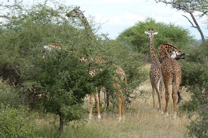 2 Days Tanzania Safari - Day 2: Descending into the Ngorongoro Crater — Wildlife’s Greatest Hits