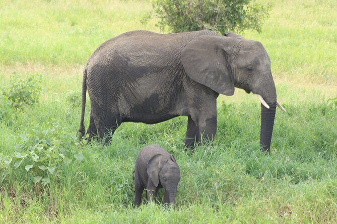 2 Days Tarangire and Ngorongoro Mid-Range Group Safari - Day 2: Ngorongoro Conservation Area and the Crater