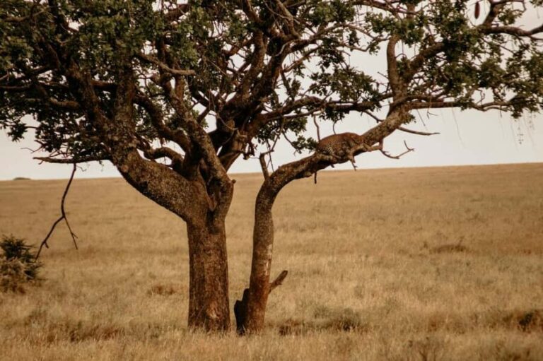 2 Days Tarangire & Ngorongoro Crater - The Practicalities: What’s Included and What’s Not