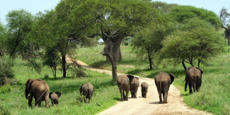 2 Days Tarangire & Ngorongoro Crater Safari - Who Will Love This Safari?