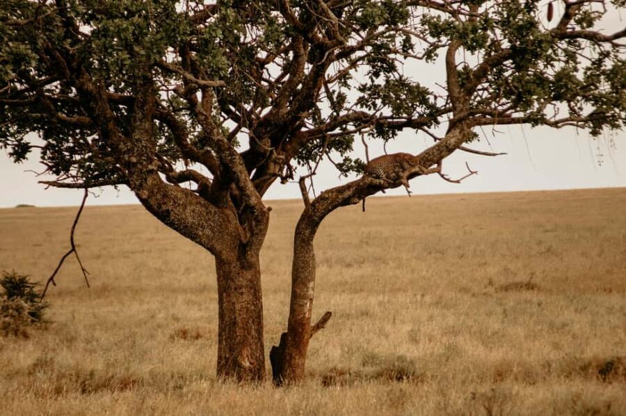 2 Days Tarangire & Ngorongoro Crater - The Practicalities: What’s Included and What’s Not