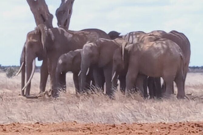 2 Days Tsavo East and Ngutuni Sanctuary starting from Mombasa. - What Makes This Tour Stand Out