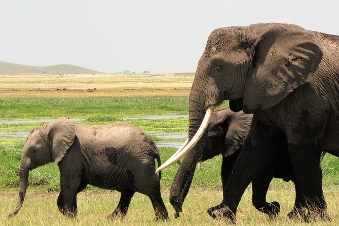 2 Days Tsavo East National Park Tour From Mombasa/Diani (1 Night) - The Value and What It Means for You