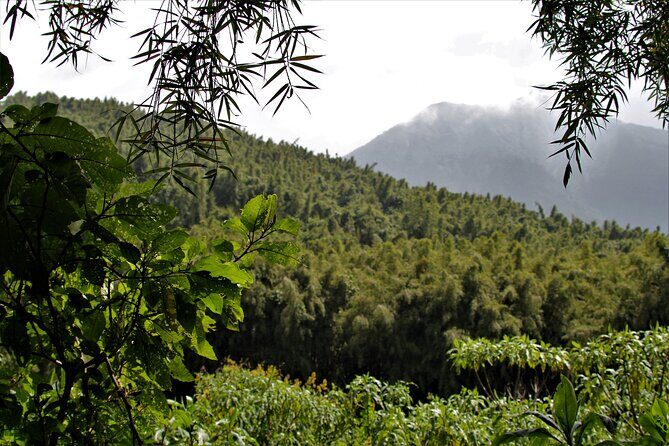2 days Uganda Gorilla trekking - Why Travelers Love This Tour