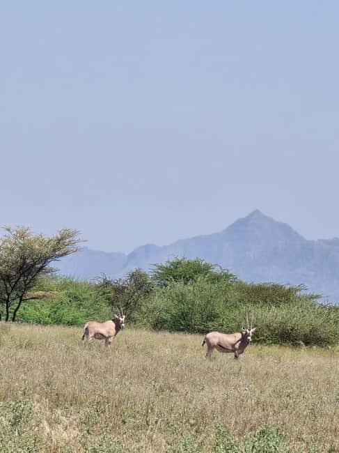 2 Days Wildlife & Bird Watching Tours to Awash National Park - What’s Included and What to Consider