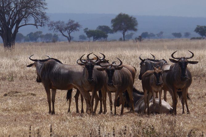 2 Days Wildlife Safari in Mikumi National Park - The Itinerary in Detail: What to Expect