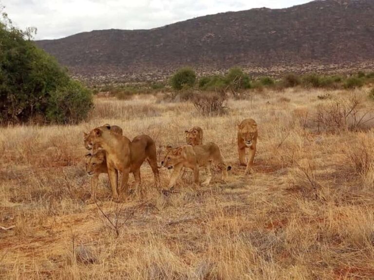 2-Days Wildlife Safari to Tsavo East & Tsavo West Park - Value and Practicalities
