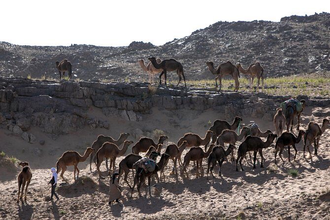 2-Days Zagora Sahara Desert Tour from Marrakech ,Medium formula (Shared) - Who is This Tour Best For?