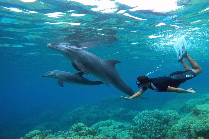 2 Diving stops at the most beautiful coral reefs Hurghada - The Sum Up