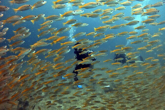 2 Fun Divers for Certified Divers in Thailand - What You’ll Experience: Underwater and Above