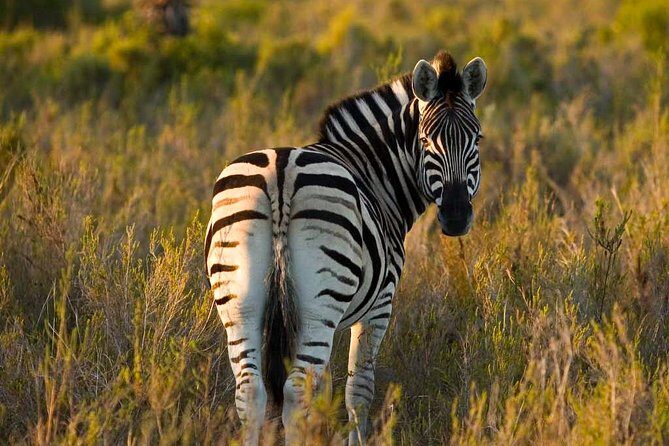 2-Hour Game Drive at the Plettenberg Bay Game Reserve - What to Expect from Your 2-Hour Game Drive