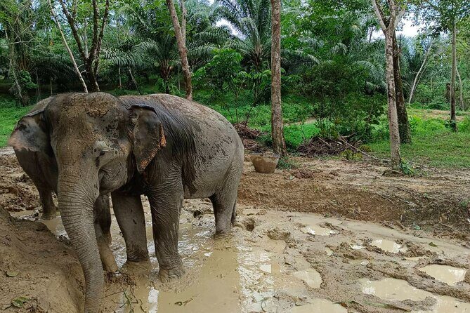 2-Hour Guided Eco-Tour & Transfer to Khaolak Elephant Sanctuary - Price and Value Analysis