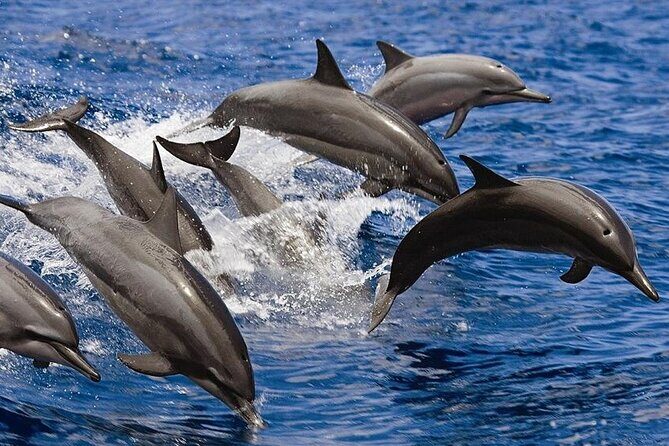 2 Hours Dolphin Watching Cruise in Muscat - The Boat and Crew