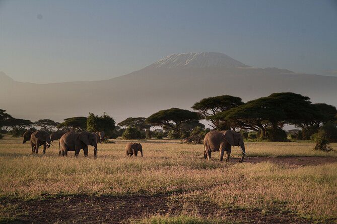 2 Nights 3 Days Amboseli National Park With 4*4 Vehicle - What’s Included and What’s Not