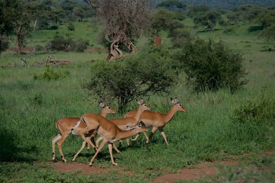 2-Nights 3-Days to Mikumi National Park from Dar-es-Salaam - A Closer Look at the Itinerary and Experience
