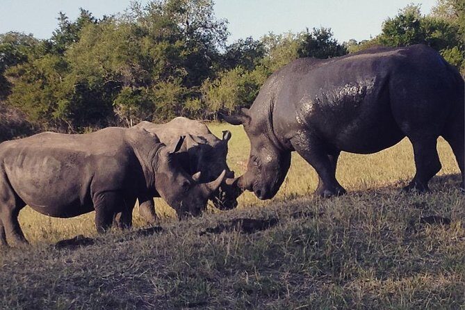 2 Nights Lion King Safari to Kruger from Nelspruit - Final Thoughts: Who Is This Tour Best For?