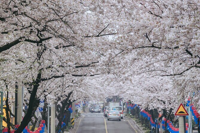 2025 Cherry Blossom East Day Tour in Jeju with UNESCO - Exploring Jeju: A Detailed Review of the 2025 Cherry Blossom East Day Tour