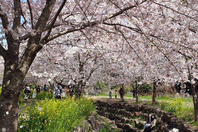 2025 JEJU Cherry Blossom West&South Full Day Tour with UNESCO - Authentic Experiences and Traveler Perspectives