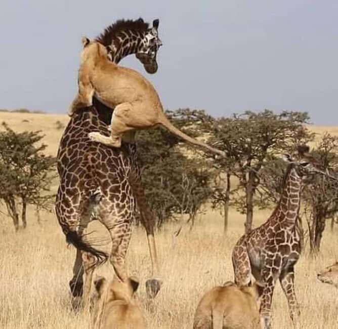 2Day Safari Tarangire and Ngorongoro Crater Join Group - What’s Included and What to Consider