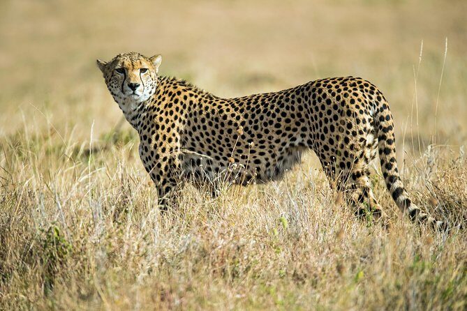 2days Spectacular Tanzania Safari - Practical Details and What They Mean for You