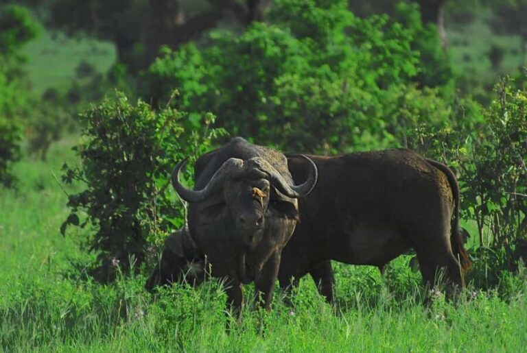3-day 2-Night safari from Dar-es-Salaam to Mikumi National P - The Experience: What to Expect