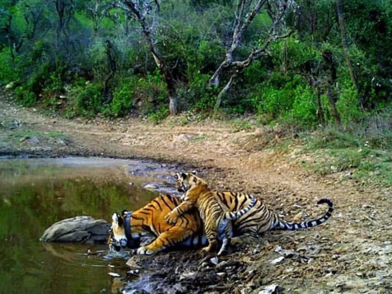 3-Day Adventure: Discover Agra, Ranthambore & Sariska - FAQs