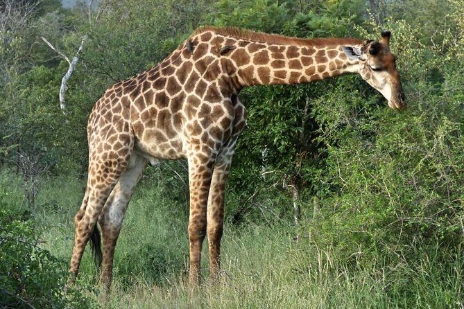 3 Day All Incl. Private Kruger Park Safari Incl. Transfer From Johannesburg - The Experience with Moving on African Grounds