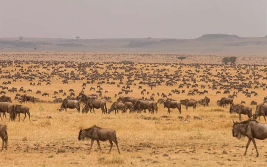 3-Day Amazing Serengeti and Ngorongoro Safari - What’s Included and What’s Not