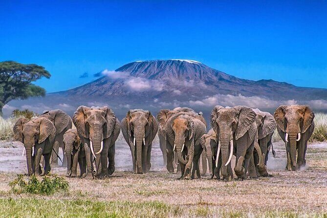 3 Day Amboseli Kenya Safari Tour with African Gift - Why This Tour Offers Good Value