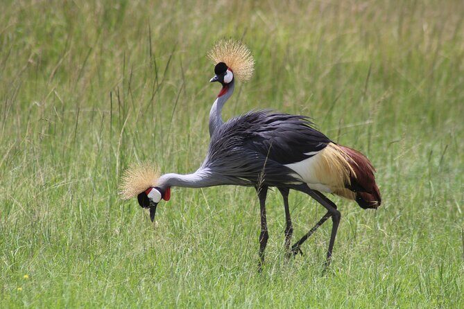 3-Day Amboseli National Reserve Safari from Nairobi - The Itinerary in Detail: What You Can Expect