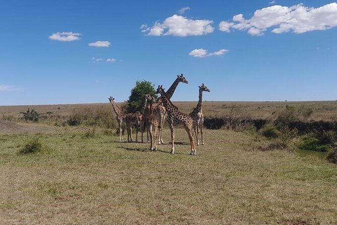 3-Day Amboseli Safari from Nairobi - What Makes This Safari Stand Out?