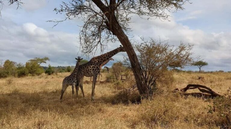 3-Day Arusha, Tarangire, and Materuni Waterfall Tour - Day 2: Tarangire National Park – The Wildlife Wonder