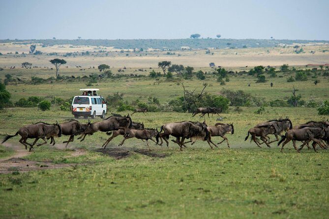 3-DAY Best Maasai Mara Safari (POPULAR) - Who Will Love This Tour?