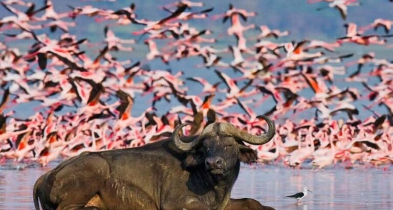 3-Day Bird Watching Lake Nakuru, Lake Bogoria& Lake Naivasha - An In-Depth Look at the 3-Day Itinerary