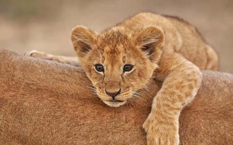 3-Day Calving Season Migration Southern Serengeti Safari - The Practicalities: What’s Included and What to Expect