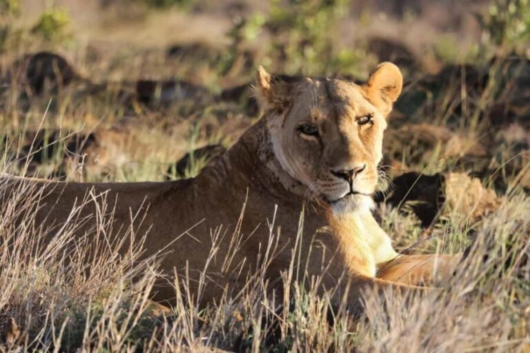 3-Day Camping Safari to Serengeti and Ngorongoro Crater - What’s Included and What’s Not