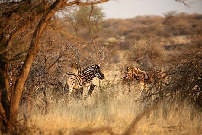 3 Day Camping tour at Etosha National Park - The Practical Side: What You Get and What You Don’t