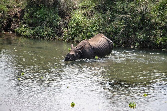 3-Day Chitwan Jungle Safari Tour from Kathmandu - Authentic Feedback from Past Travelers