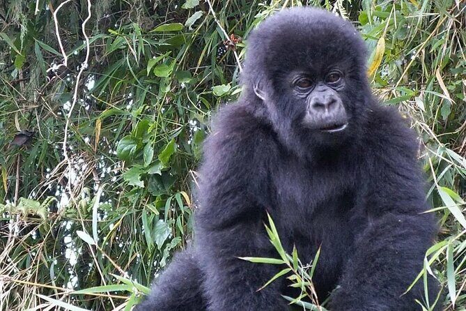 3-Day Climax Guided Gorilla Trekking Mist and Batwa Safari - What Could Be Better?