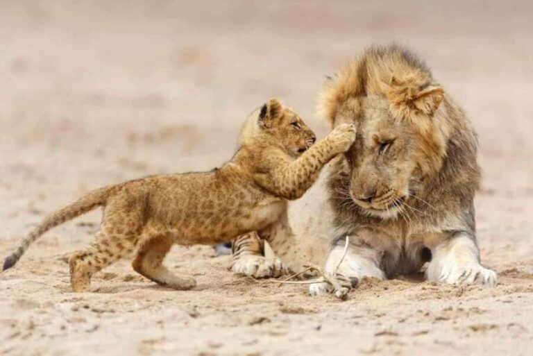 3-Day Crater Tour, Lake Manyara, & Tarangire National Park - What’s Included & What to Keep in Mind
