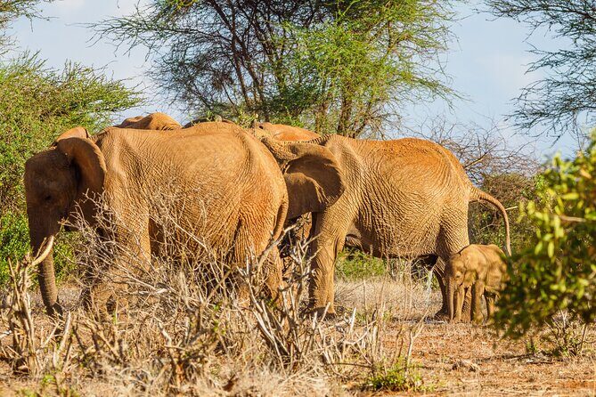 3 day Diani Beach To Tsavo East & West - A Deep Dive into the Itinerary