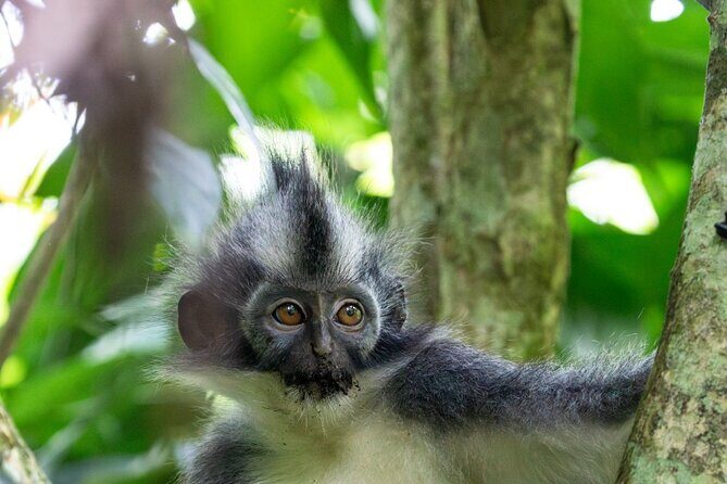 3-Day Ethical Orangutan Jungle Trek | Bukit Lawang, Sumatra - Why This Tour Works for You