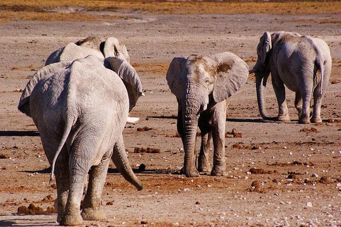 3 Day Etosha Budget Camping Safari - What Travelers Say